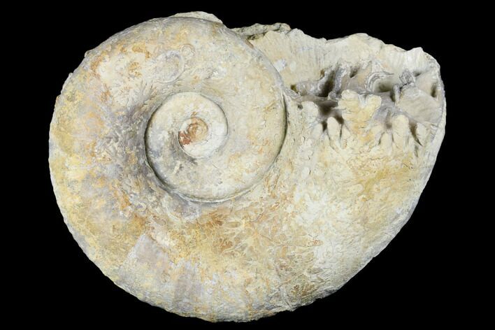 Jurassic Ammonite (Lytoceras) Fossil - Somerset, England #177064